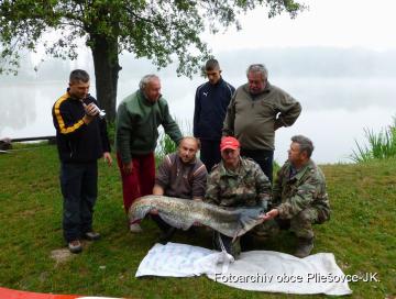 Sumec z pliešovského rybníka - 13.07.2012 Sumec z pliešovského rybníka - 13.07.2012